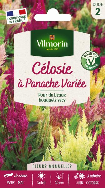 Fleurs - Célosie à Panache Variée - PACKAGING_RECTO